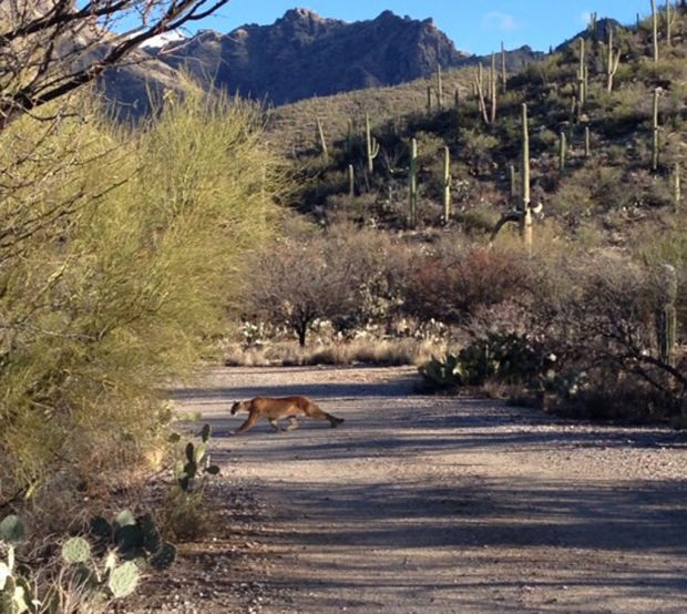 Sabino Canyon cougar caught on video